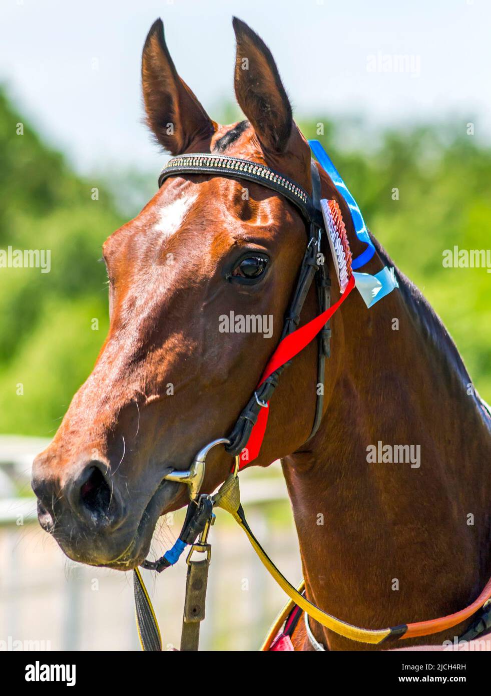 PYATIGORSK, RUSSIE-JUIN 12,2022:vainqueur du prix Pazilla parmi la race de chevaux Akhal-Teke - Brown mare Preslava. Banque D'Images