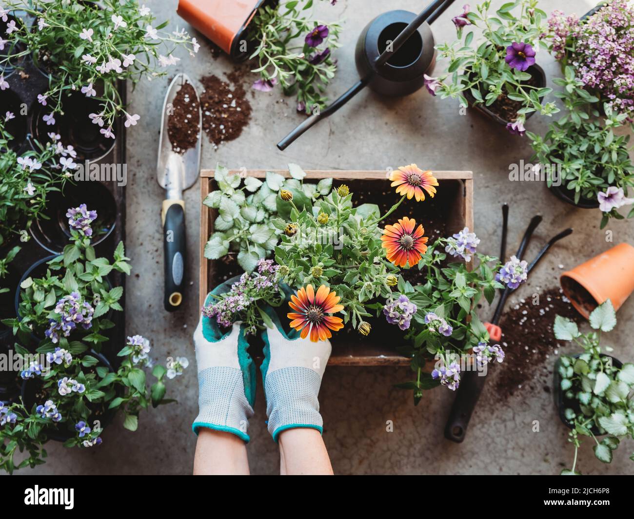 Vue de dessus des mains plantant des fleurs dans un semoir avec des outils de jardinage. Banque D'Images