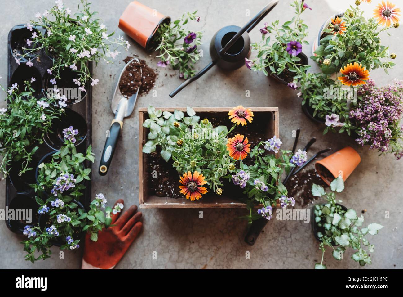 Vue de dessus des fleurs dans les pots avec outils de jardinage sur le sol gris. Banque D'Images