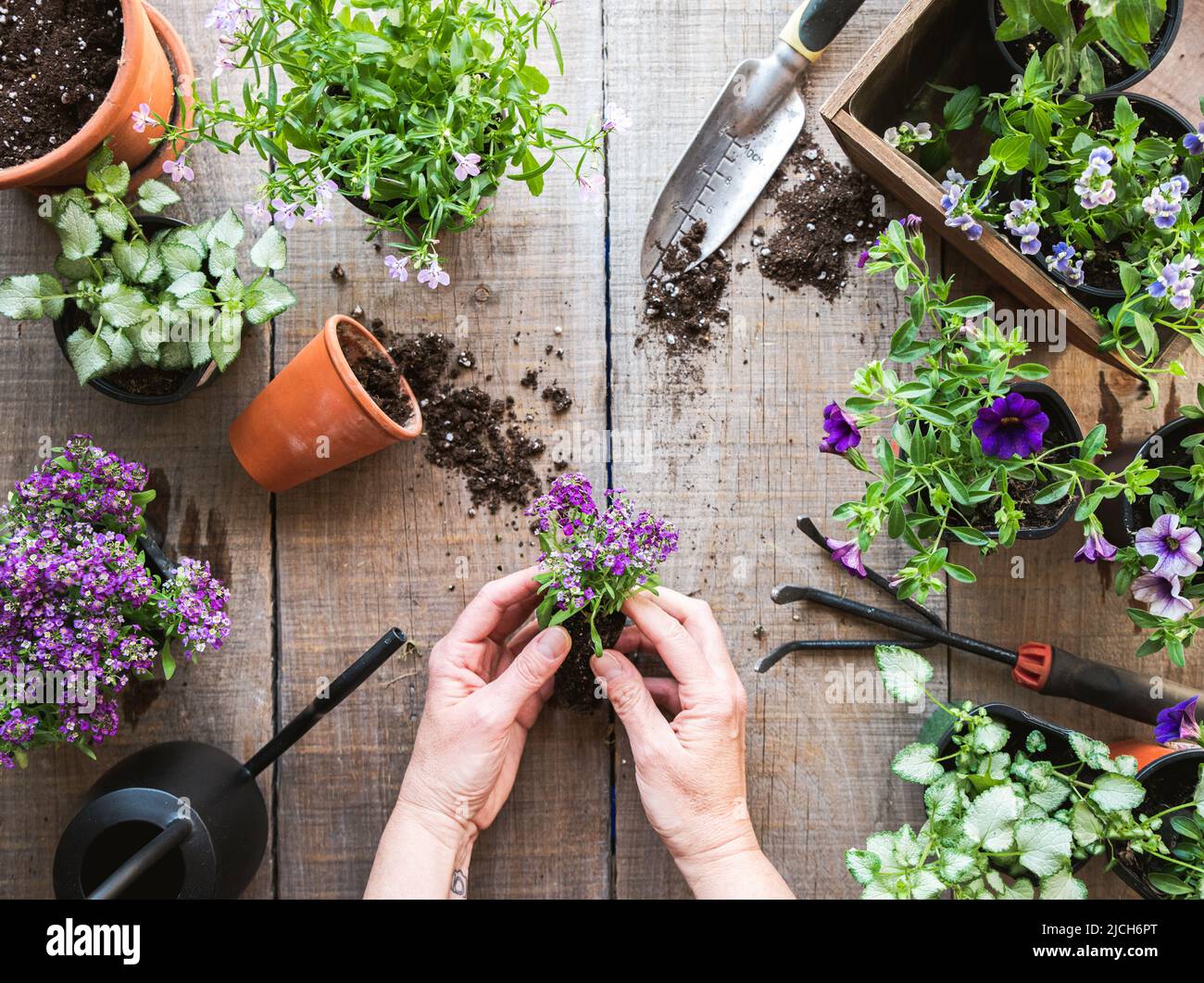 Vue de dessus des mains maintenant la fleur à planter avec des outils de jardinage. Banque D'Images