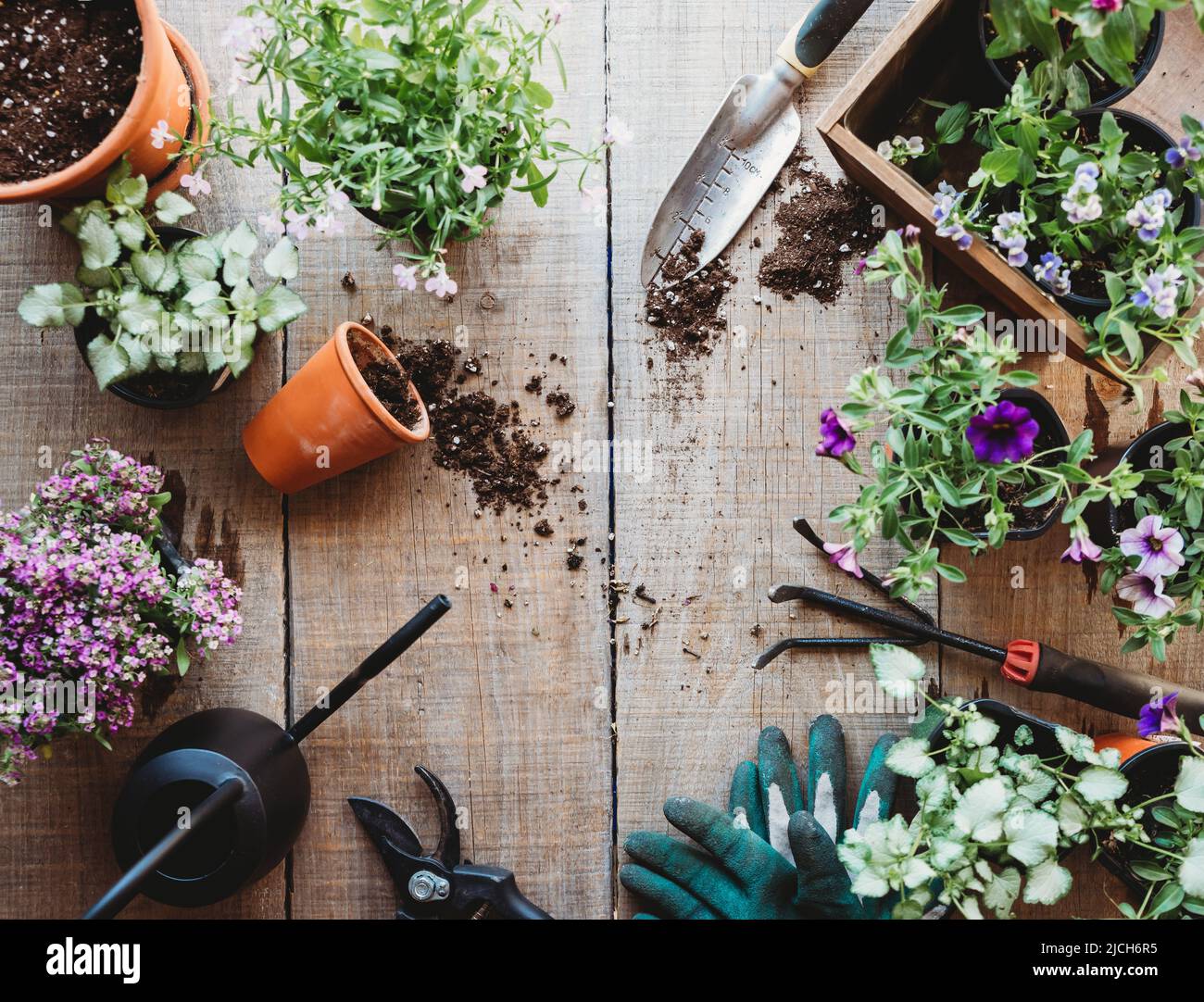 Vue de dessus des fleurs en pots avec outils de jardinage sur table en bois. Banque D'Images