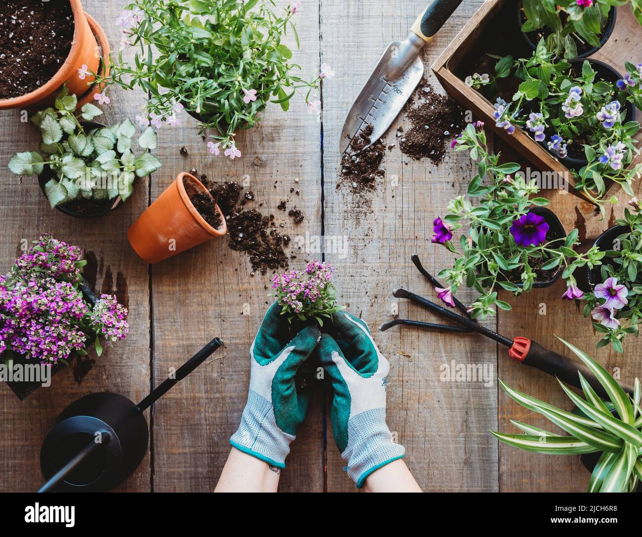 Vue de dessus des mains maintenant la fleur à planter avec des outils de jardinage. Banque D'Images