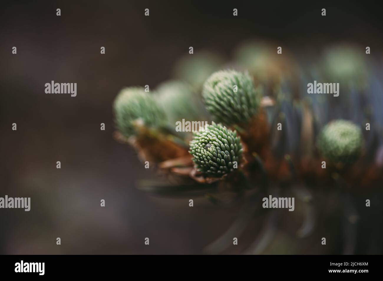 Gros plan des aiguilles émergeant sur les extrémités de l'arbre à feuilles persistantes au printemps. Banque D'Images