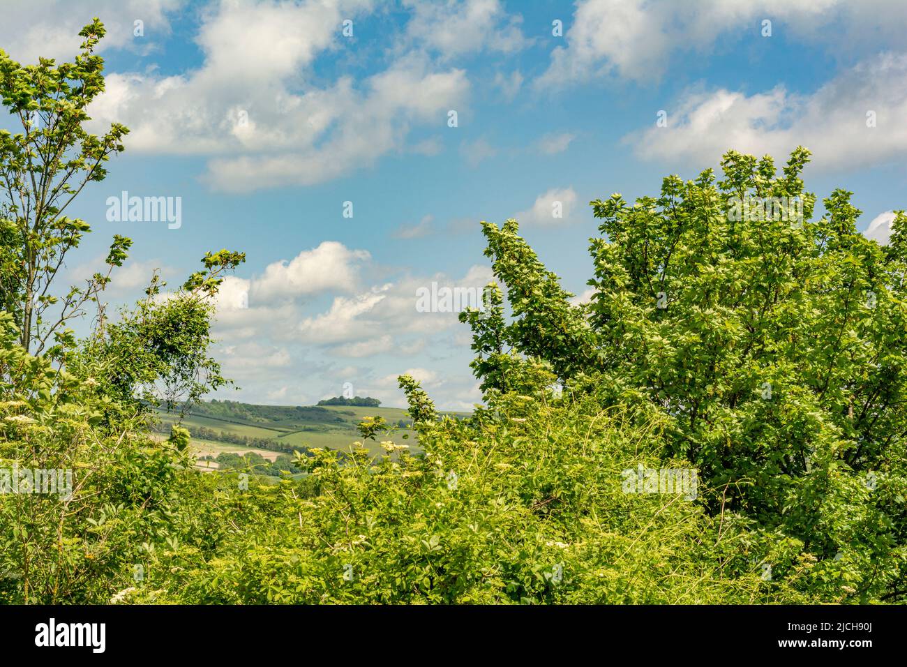 Spring Greens dans le parc national de South Downs, West Sussex, Royaume-Uni Banque D'Images