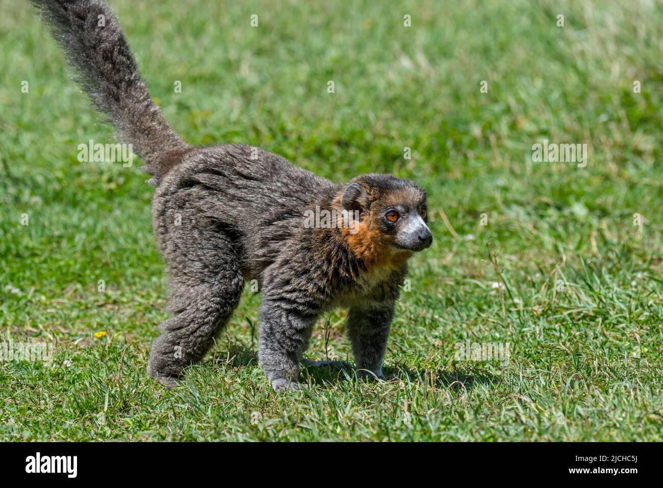 Lémure de Monoie (Eulemur mongoz / Lemur albimanus), primate originaire de Madagascar et introduit aux îles Comores, Afrique Banque D'Images