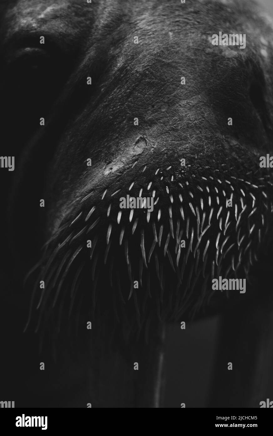 gros plan nez d'un hippopotame Banque D'Images