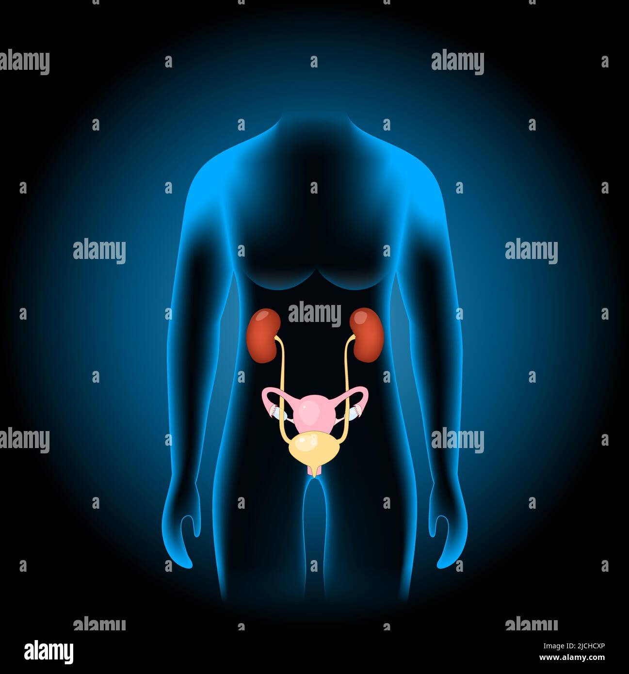Le système génito-urinaire féminin se compose des reins, des ureters, de la vessie, de l'urètre et des organes sexuels. Système reproducteur et urinaire en bleu de rayons X. Illustration de Vecteur
