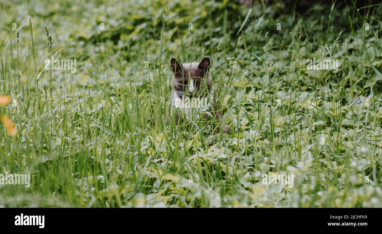 le chat gris avec un col blanc se trouve dans une grande herbe verte près des buissons rouges et regarde dans la cellule en se cachant. Chasse à la souris pour chats. Banque D'Images