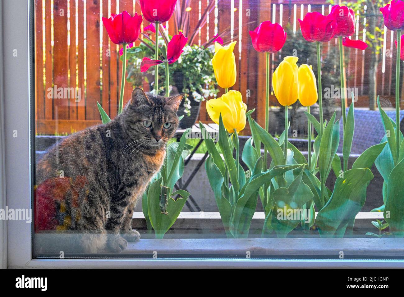 chat, fenêtre, tulipes Banque D'Images