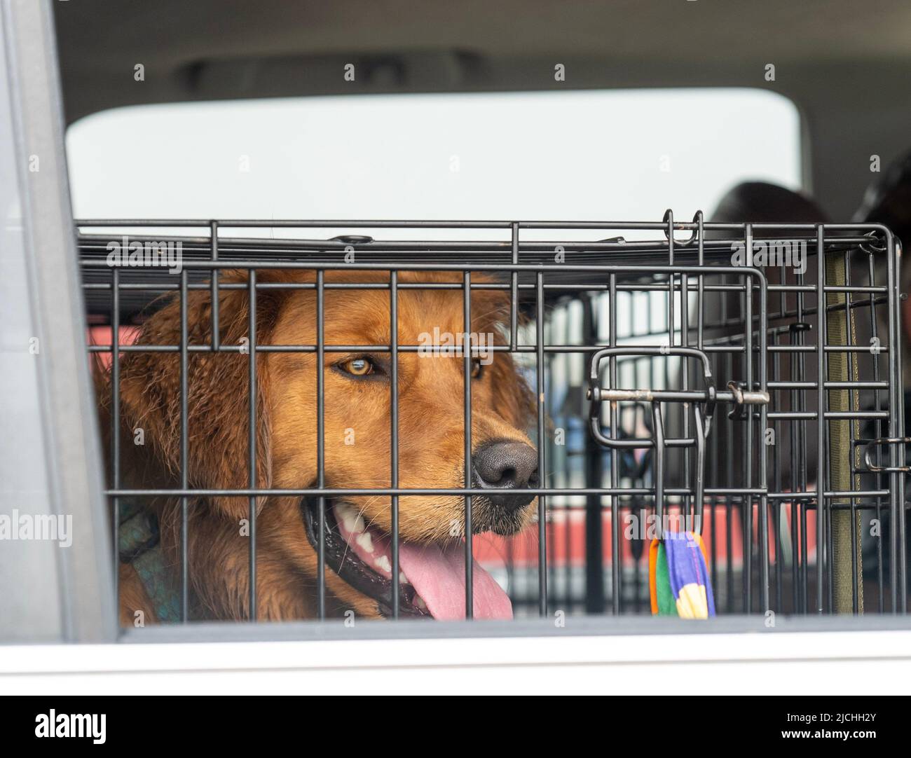Mignon chien brun assis dans une cage dans une voiture et regardant dans la distance par la fenêtre ouverte. Banque D'Images