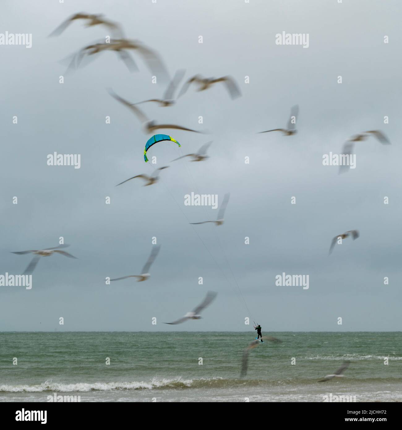 Le cerf-volant et le pilote de planche sont presque cachés parmi les plus proches, les plus flans, les mouettes, lors d'une journée nuageux et venteuse à Port Aransas, Texas. Banque D'Images