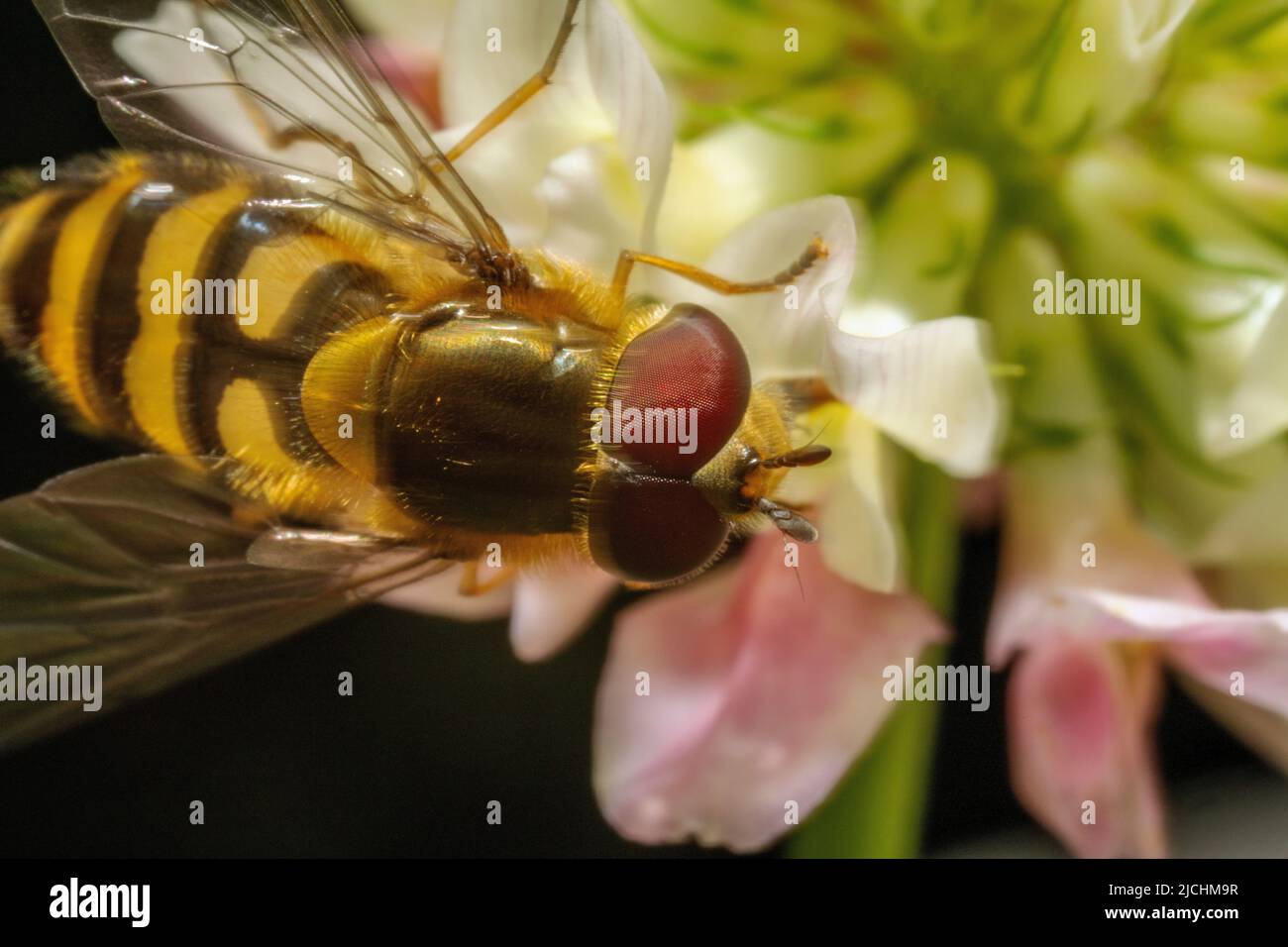 Détail de la tête, des yeux, des ailes et d'une partie du corps d'une abeille, pollinisant sur une fleur Banque D'Images