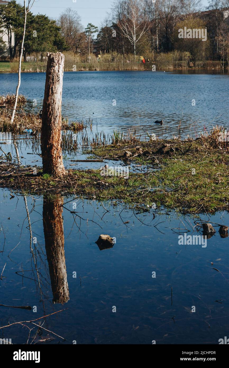 Le lac inondé le long d'une chaude journée de printemps. Tronc d'arbre cassé dans l'eau. Banque D'Images