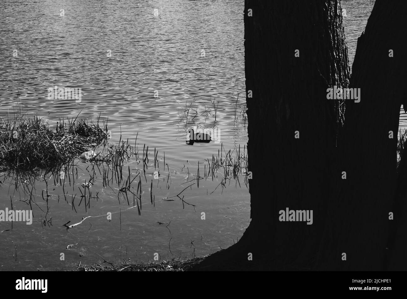 Silhouette de canard sauvage. Un canard nageant dans un lac lors d'une chaude journée de printemps. Banque D'Images