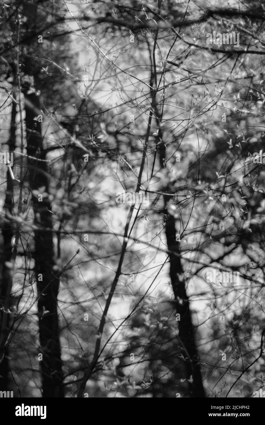 Magnifique arrière-plan abstrait avec branches d'arbre de gros plan. Tableaux d'affichage printaniers avec feuilles en fleurs. Banque D'Images