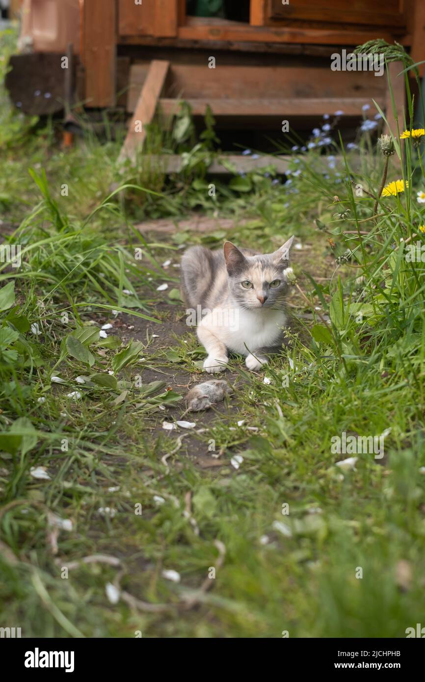 Chat chasse la souris dans le jardin. Chat attrapant une souris. Banque D'Images