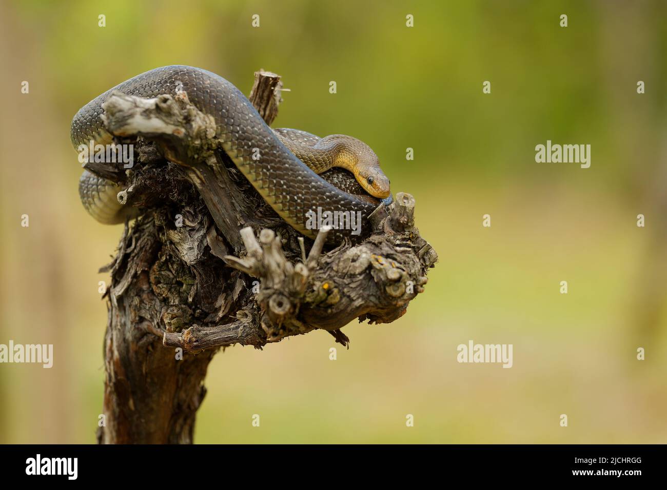Serpent aesculapien - Zamenis longissimus, Elaphe longissima, serpent vert olive et jaune non venimeux originaire d'Europe, sous-famille des Colubrinae Banque D'Images
