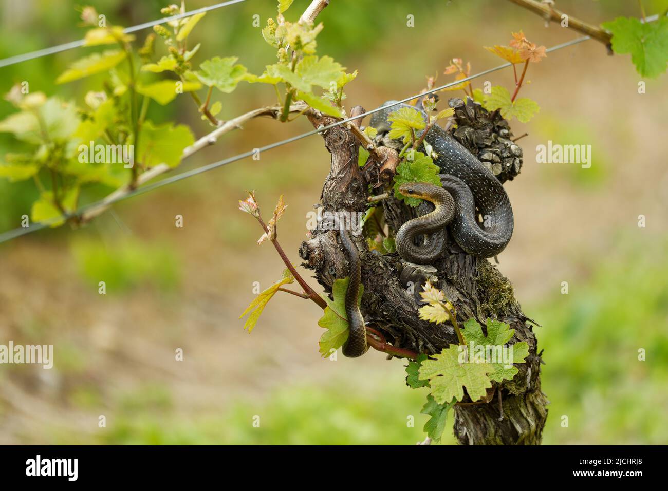 Serpent aesculapien - Zamenis longissimus, Elaphe longissima, serpent vert olive et jaune non venimeux originaire d'Europe, sous-famille des Colubrinae Banque D'Images