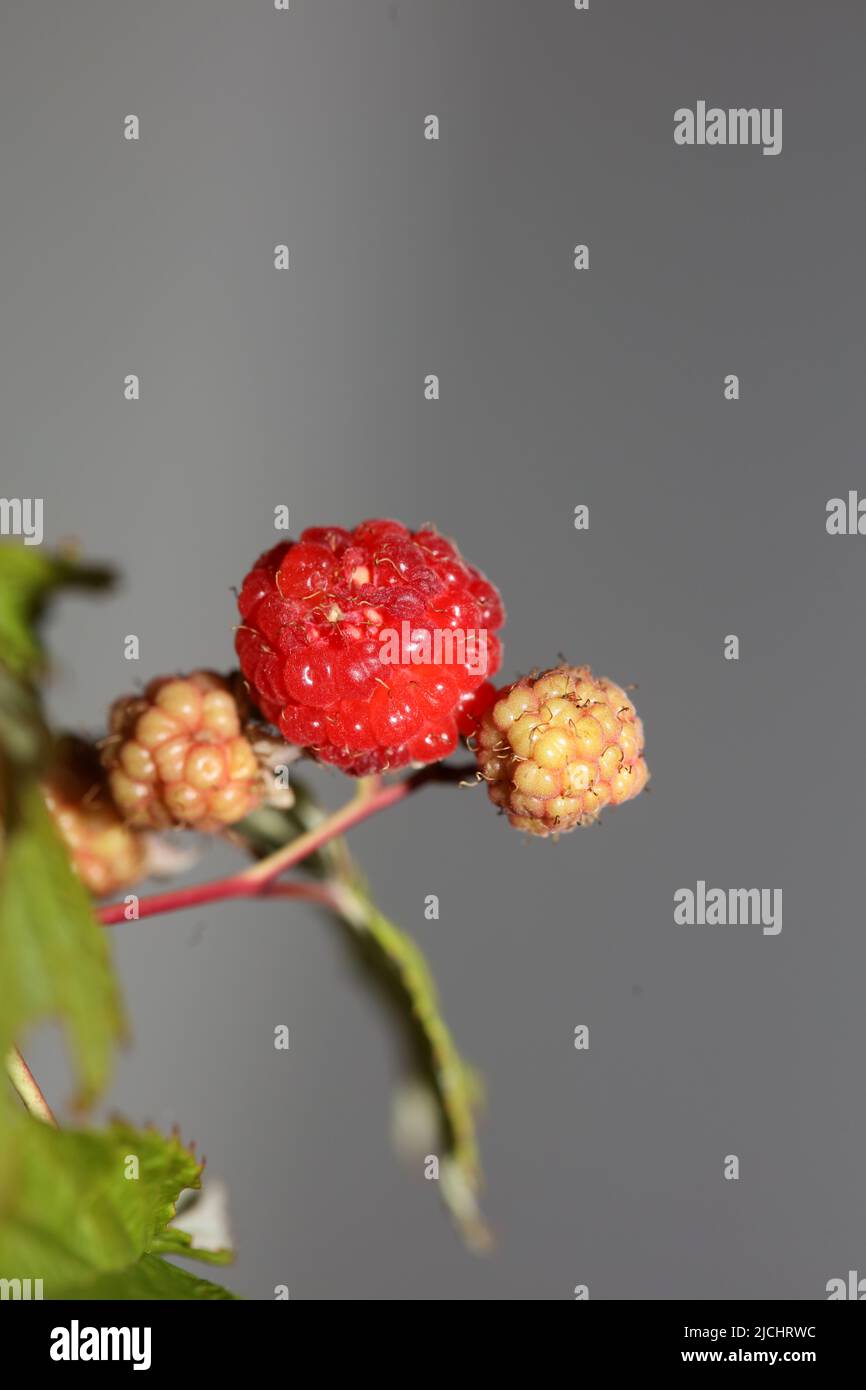 Fruits rouges sauvages gros plan moderne fond botanique famille rubus occidentalis rosaceae haute qualité grand format imprimé Banque D'Images