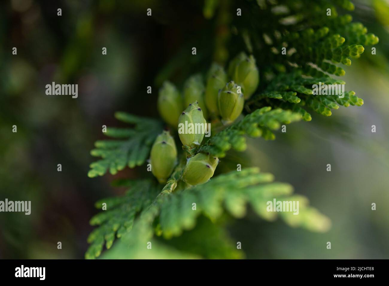 Cones vertes de Thuja occidentalis. Thuja fruits sur une branche verte Banque D'Images