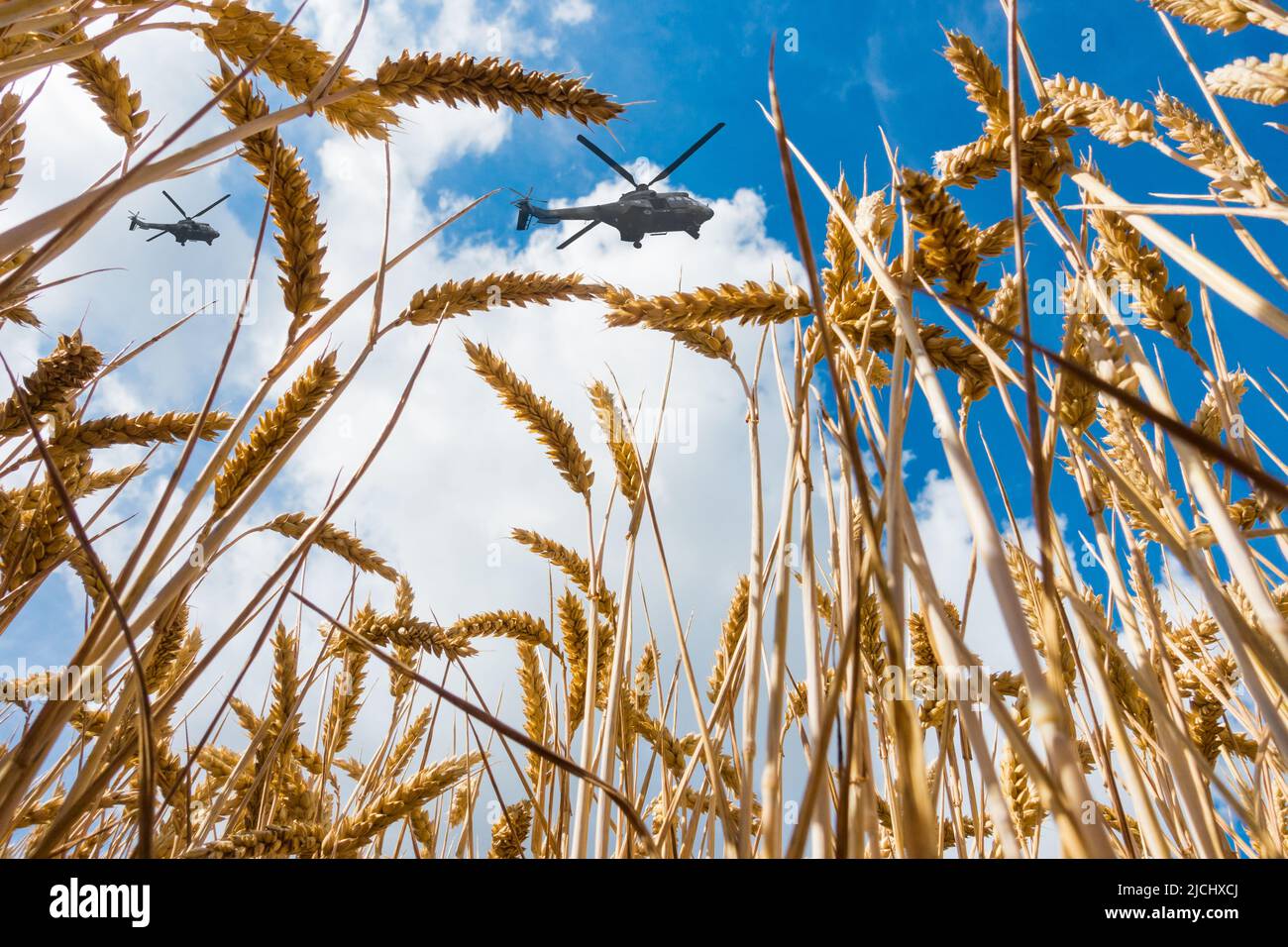 Hélicoptères militaires survolant un champ de blé. Image conceptuelle : Ukraine Russie conflit, guerre, blé, pénurie alimentaire mondiale, sanctions russes... Banque D'Images