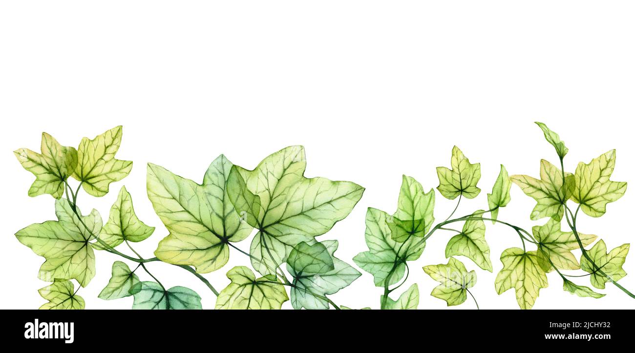 Bordure aquarelle avec feuilles transparentes. Bannière avec une plante fraîche de lierre anglaise et lieu pour le texte. Feuillage de raisin isolé sur blanc Banque D'Images