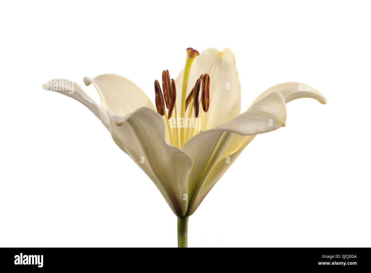 Détail macro d'un Lilium Bulbiferum blanc isolé sur fond blanc Banque D'Images