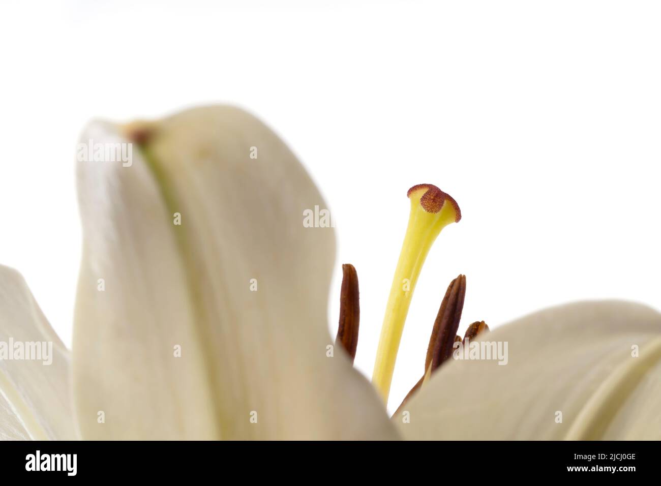 Détail macro d'un Lilium Bulbiferum blanc isolé sur fond blanc Banque D'Images