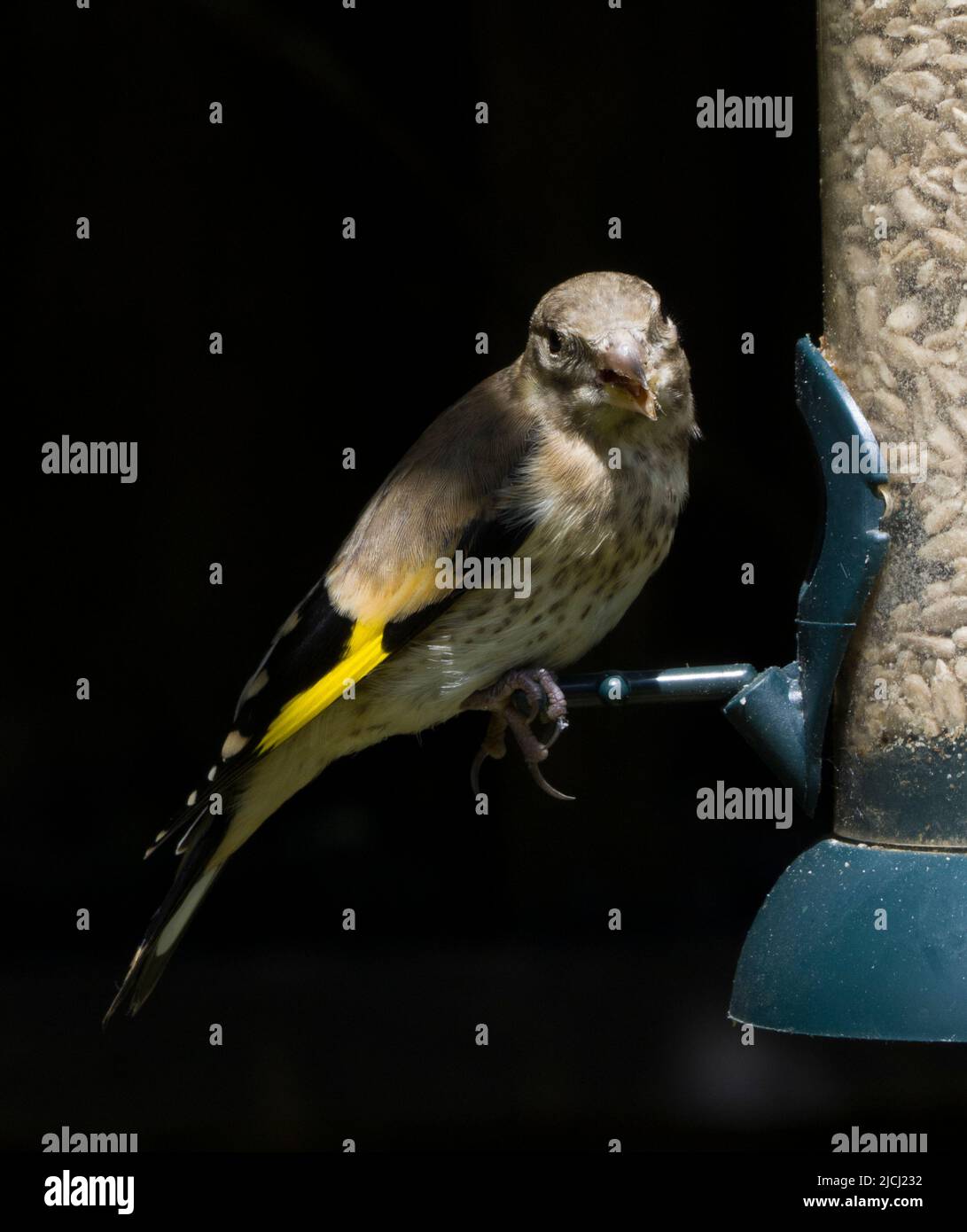 Jeune immature Eurasie Goldfinch Carduelis Carduelis Banque D'Images