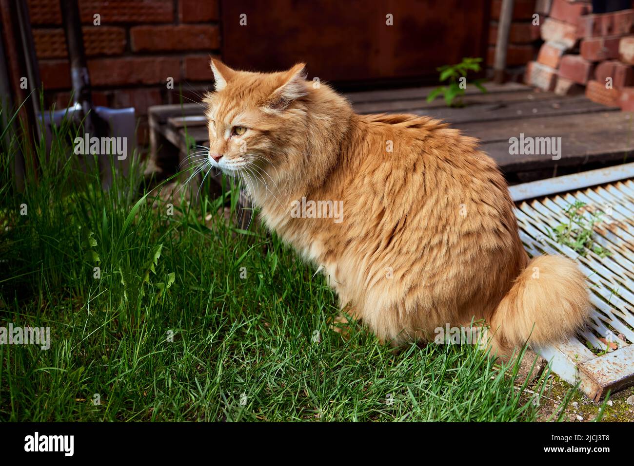 Joli Chaton Roux Pur Sang Kurilian Bobtail Race Race De Chats Hypoallergeniques Photo Stock Alamy