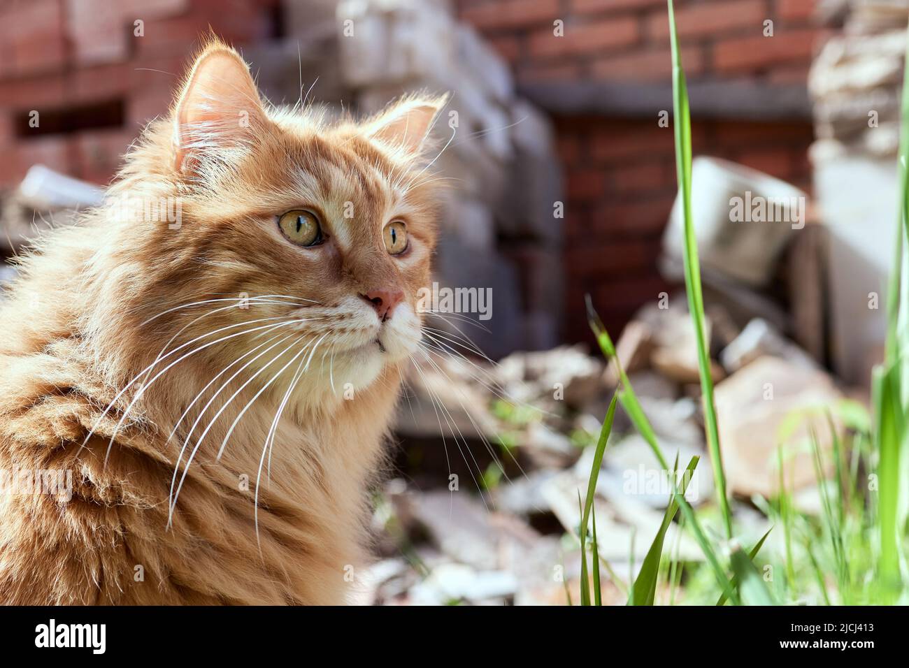 Joli Chaton Roux Pur Sang Kurilian Bobtail Race Race De Chats Hypoallergeniques Photo Stock Alamy