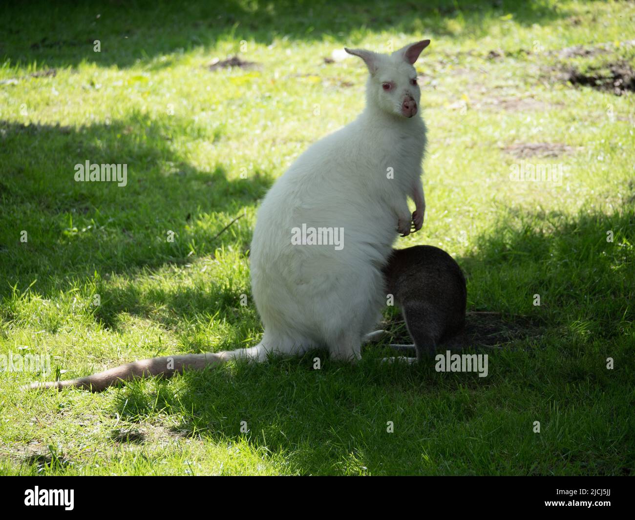 Albino Wallaby et Joey Banque D'Images