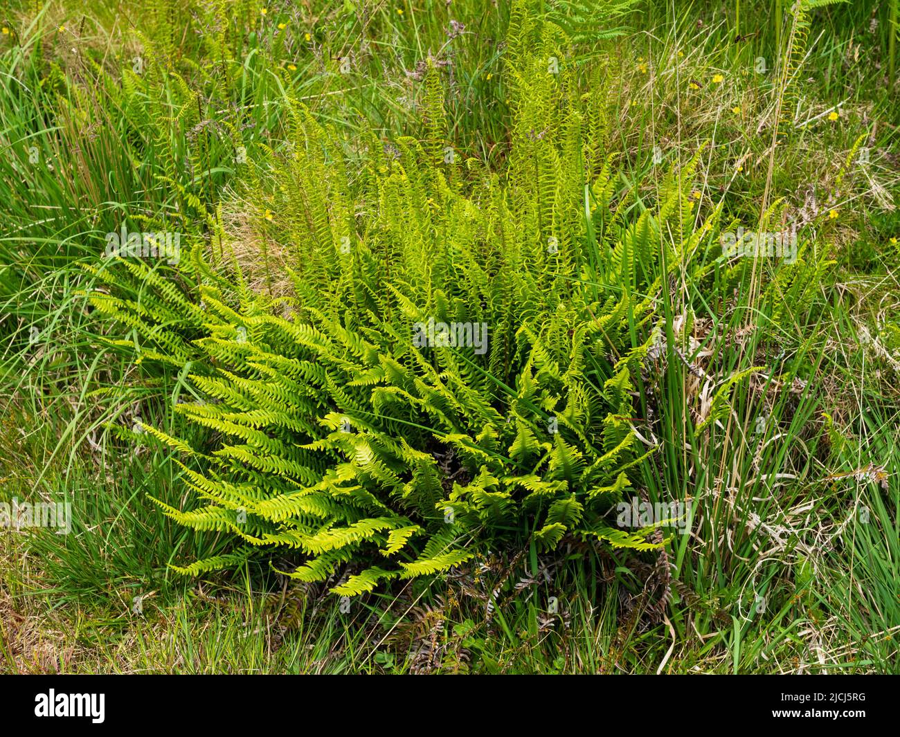 Souche de fougères dures, substance de Blechum, avec frondes fertiles et infertiles dans la lande au-dessus du pont Shipley, Dartmoor, Banque D'Images