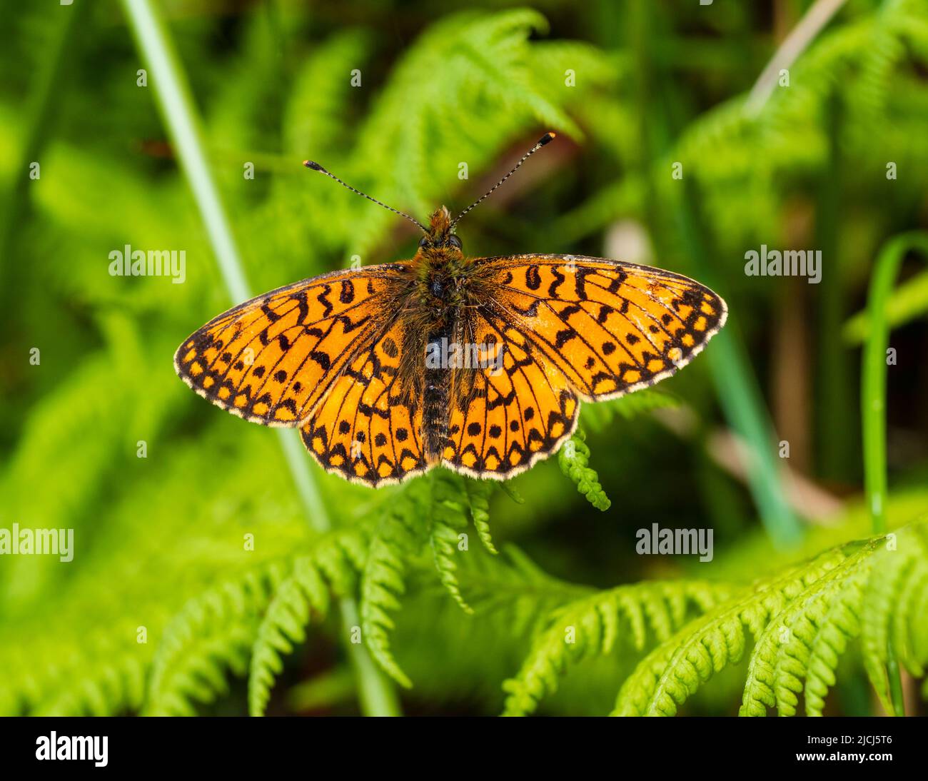 Boloria selene, petit papillon fritillaire bordé de perles, reposant sur des sauterelles sur des landes au-dessus du pont Shipley, Dartmoor Banque D'Images