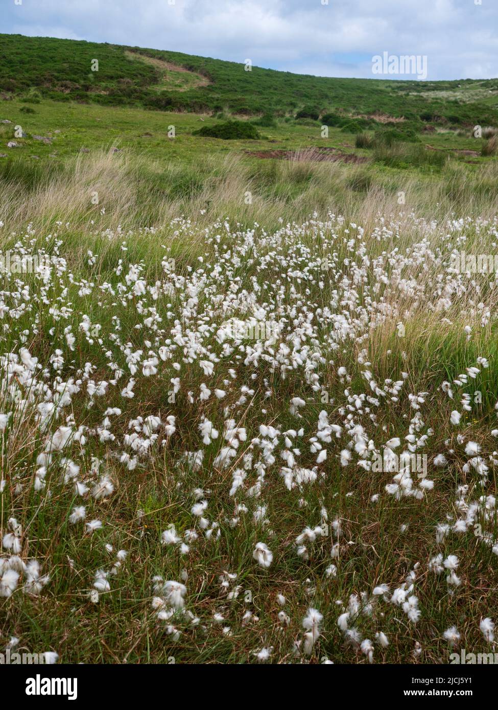 Une espèce d'herbe de coton commune plumée blanche sur une lande tourbée et humide au-dessus du pont Shipley, Dartmoor, Royaume-Uni Banque D'Images