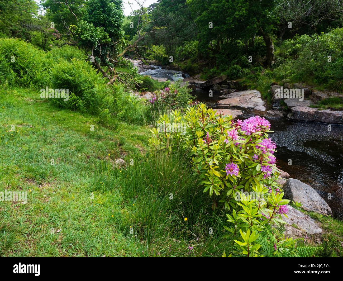 Fleurs magenta de l'arbuste extraterrestre britannique effractif, Rhododendron ponticum, dans la vallée de l'Avon, Dartmoor, Royaume-Uni Banque D'Images