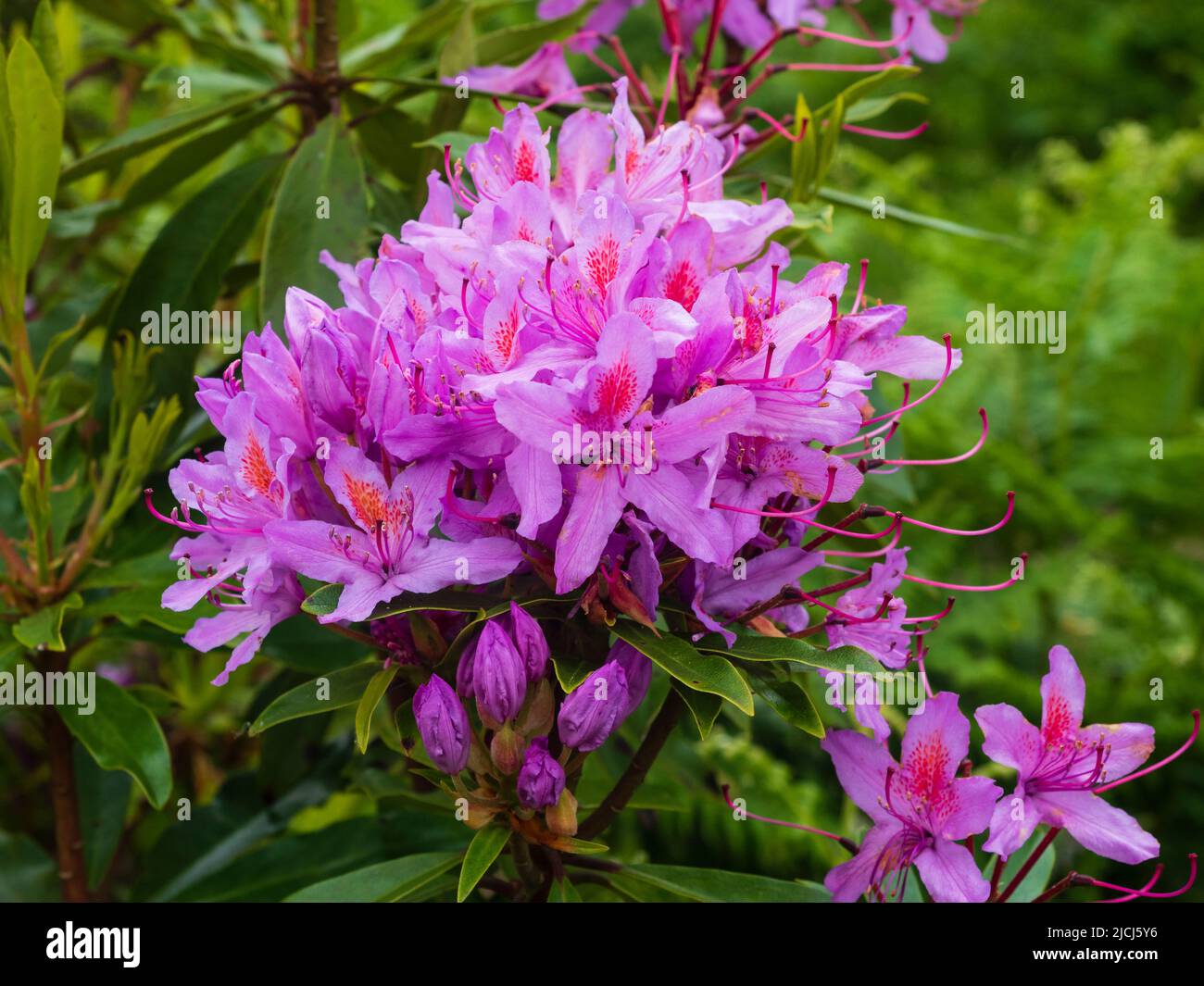 Fleurs magenta de l'arbuste extraterrestre britannique effractif, Rhododendron ponticum, dans la vallée de l'Avon, Dartmoor, Royaume-Uni Banque D'Images