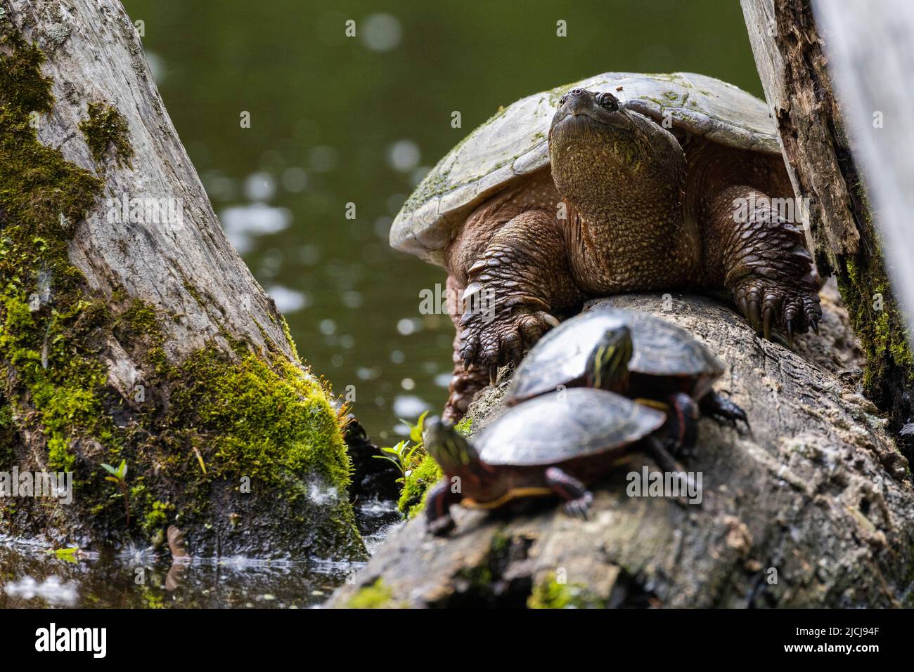 Tortue serpentine (Chelydra serpentina) et tortue peinte (Chrysemys picta) Banque D'Images