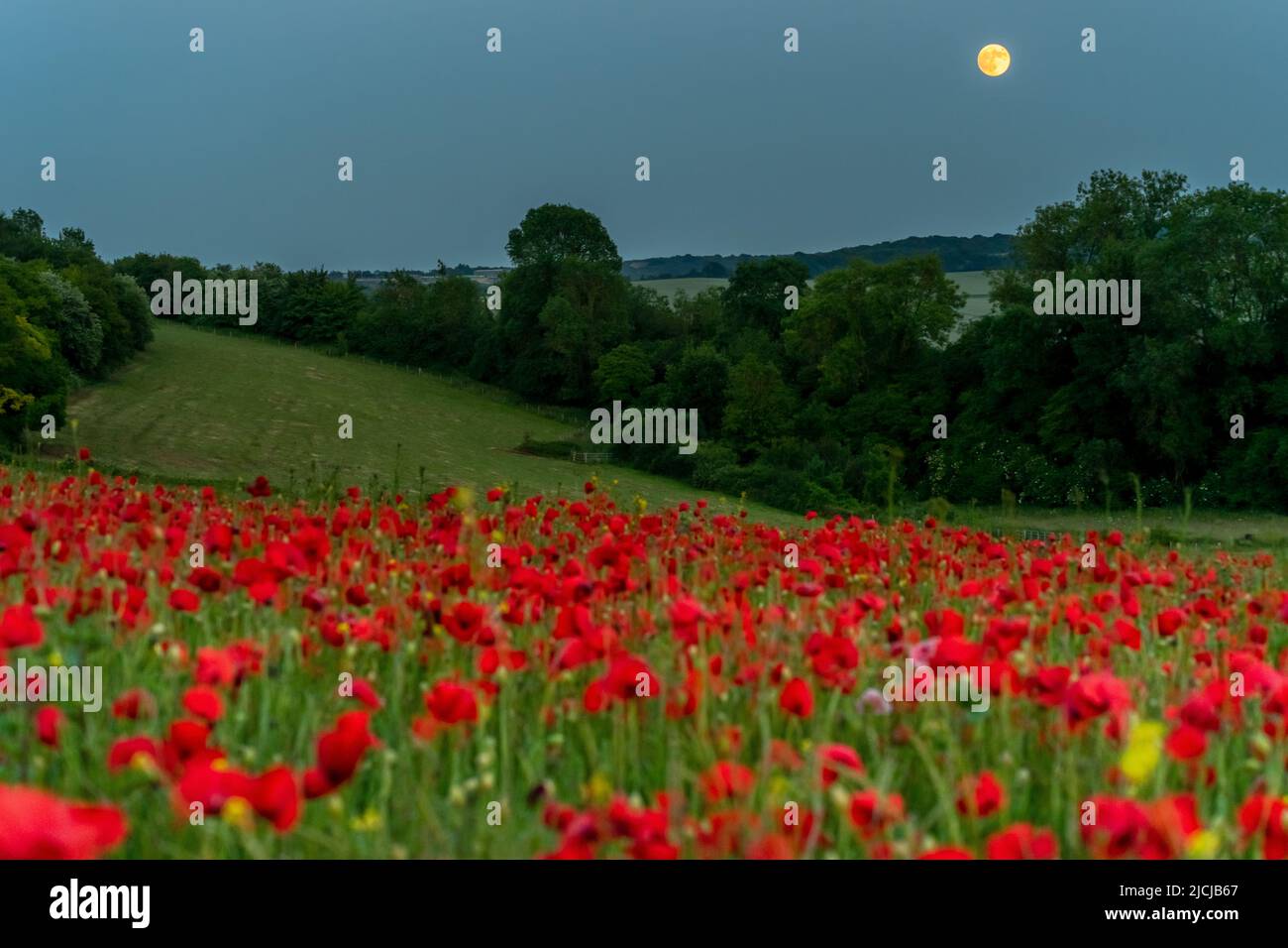 Ranscombe Farm Reserve, Kent, Angleterre. 13 juin 2022. La bourre, la lune de fraises s'élève de champs de coquelicots sur les collines vallonnées des Norh Downs capturées au crépuscule, dans le sud-est de l'Angleterre©Sarah Mott / Alay Live News, Banque D'Images