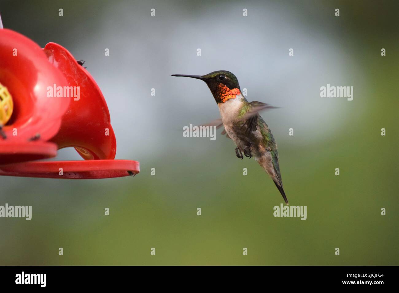 Colibri à gorge rubis mâle à feder Banque D'Images