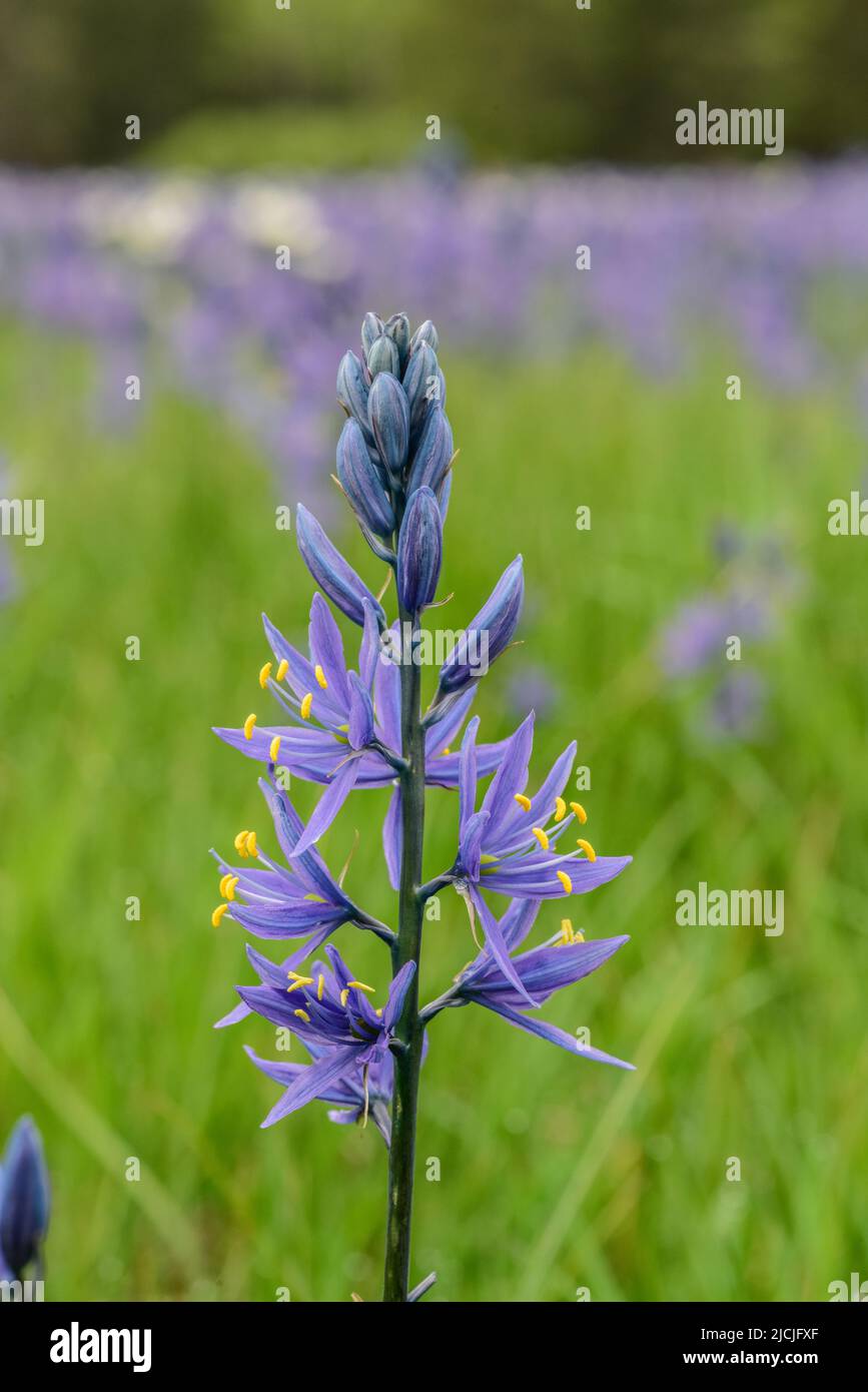 Fleurs sauvages, camas et wyethia ou mules oreille, fleurir dans la profusion dans un pré près de Mesa Falls, Island Park, Fremont County, Idaho, Etats-Unis Banque D'Images
