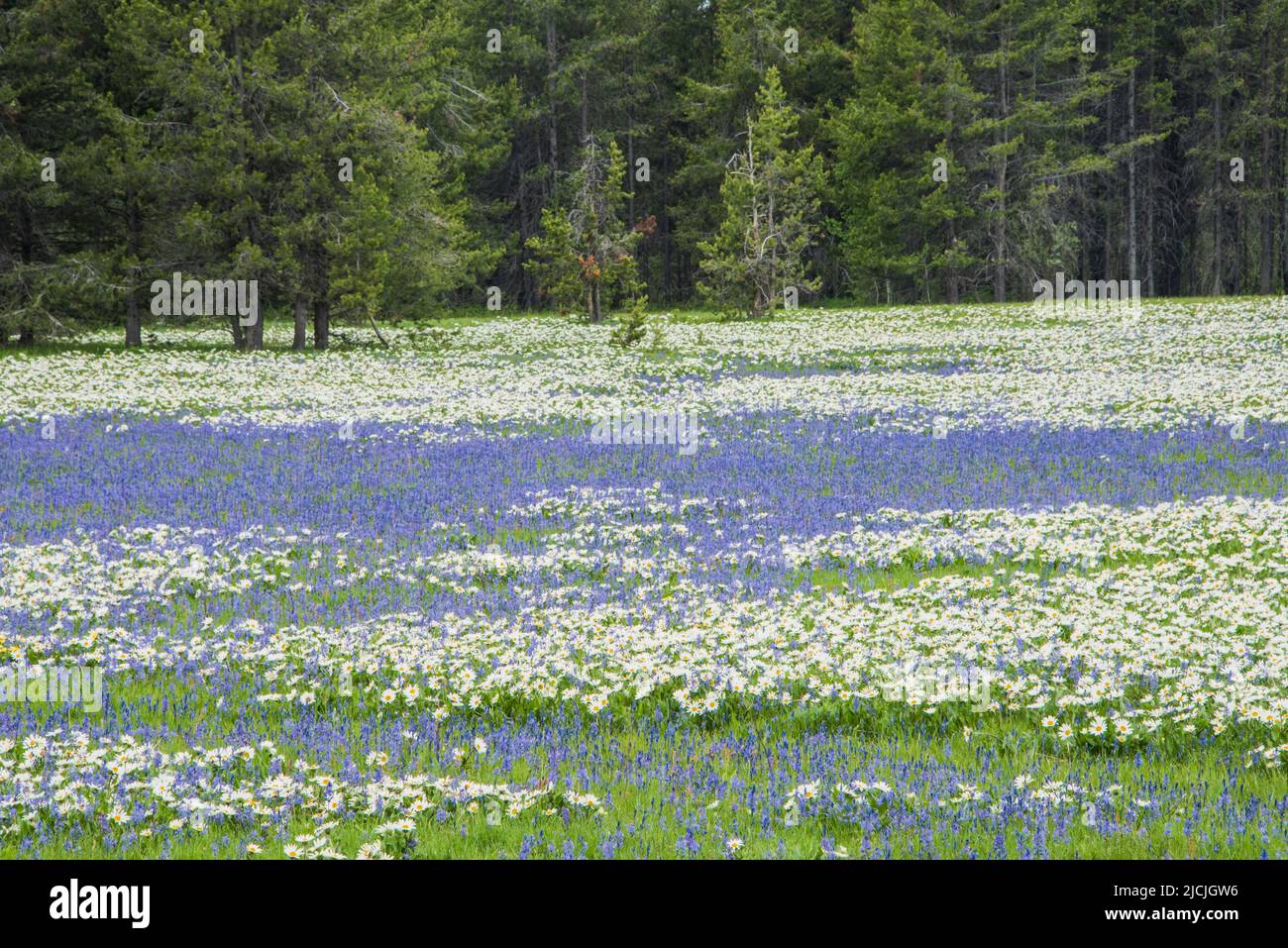 Fleurs sauvages, camas et wyethia ou mules oreille, fleurir dans la profusion dans un pré près de Mesa Falls, Island Park, Fremont County, Idaho, Etats-Unis Banque D'Images