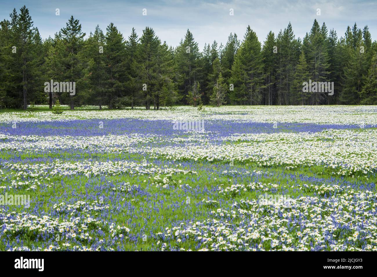 Fleurs sauvages, camas et wyethia ou mules oreille, fleurir dans la profusion dans un pré près de Mesa Falls, Island Park, Fremont County, Idaho, Etats-Unis Banque D'Images