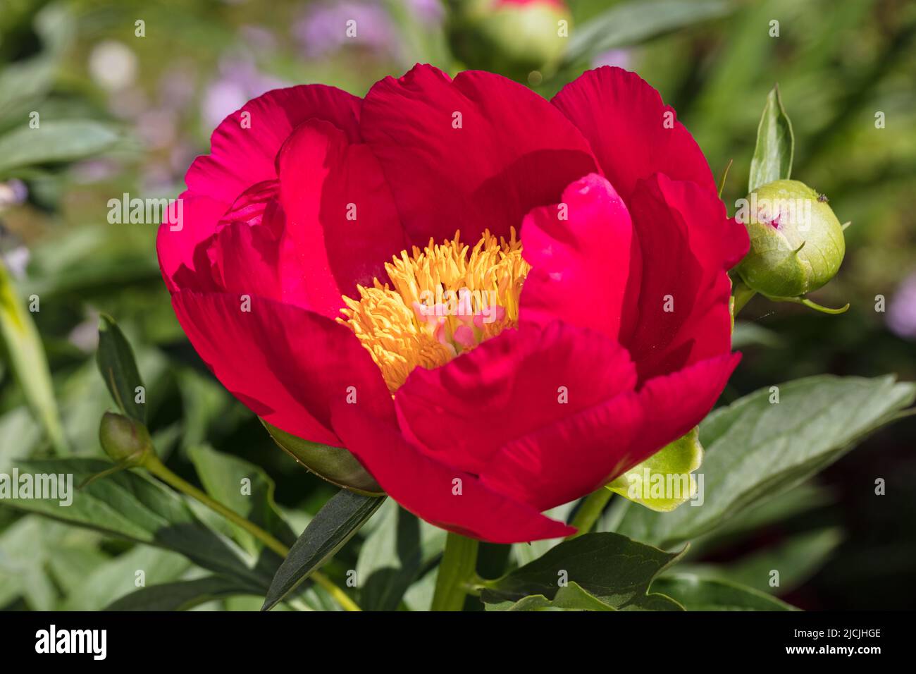 'Scarlett O'Hara' jardin commun, Luktpion la pivoine (Paeonia officinalis x Paeonia lactiflora) Banque D'Images