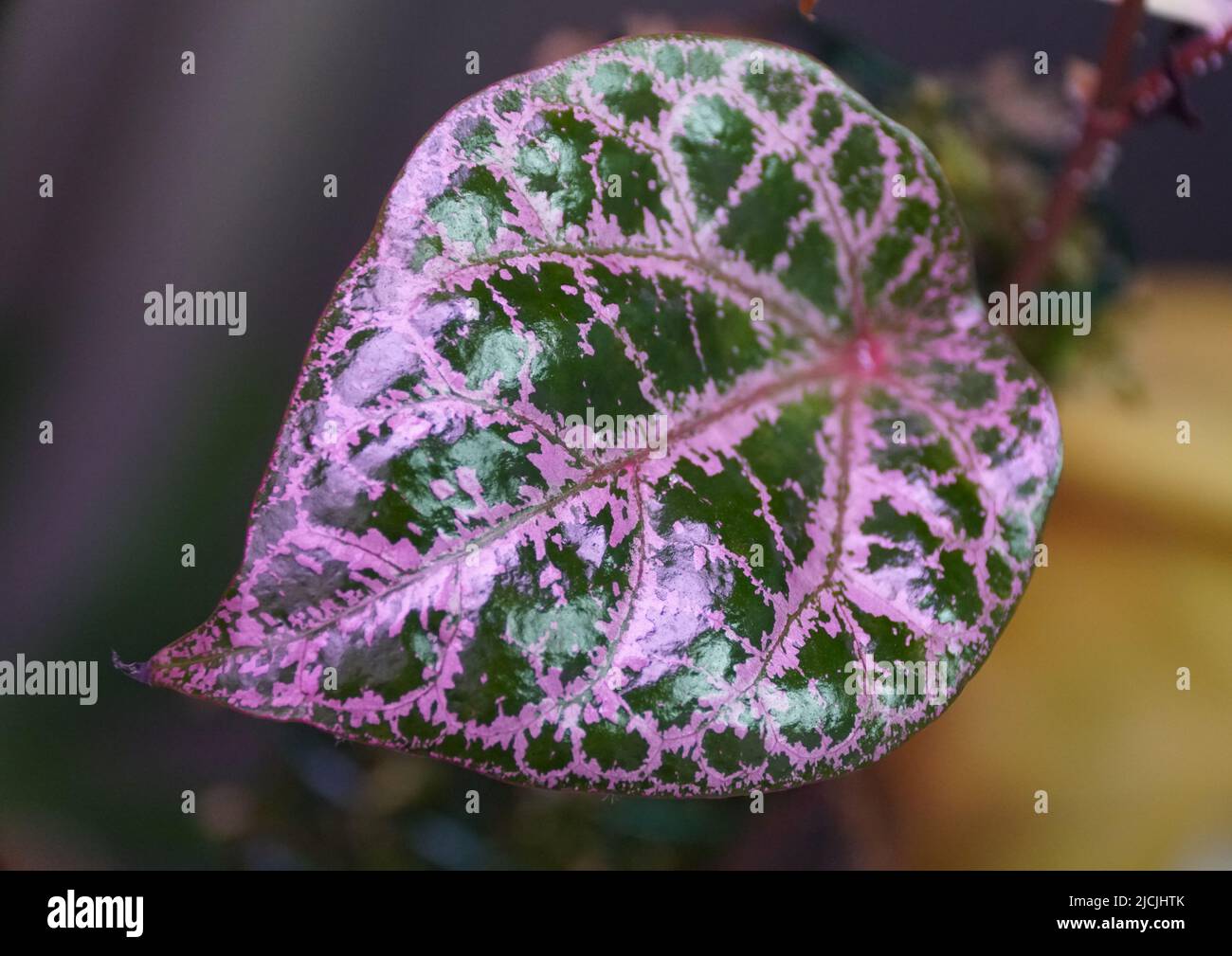 Belles feuilles roses et vertes de Piper Ornatum, une rare maison tropicale Banque D'Images