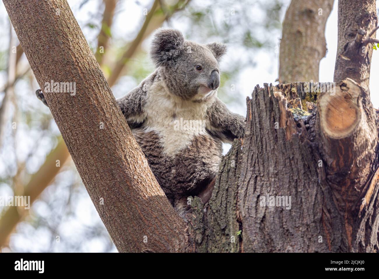 Gros plan d'un Koala (Phascolarctos cinereus) assis sur une fourche d'arbre et tenant sur tout en regardant sur le côté. Les koalas sont des marsupiaux australiennes. Banque D'Images