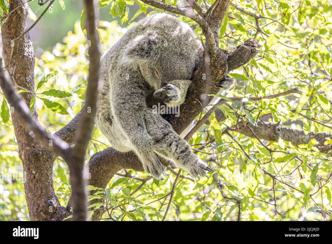Gros plan d'un Koala (Phascolarctos cinereus) tenant sur une branche d'arbre pendant le sommeil. Les koalas sont des marsupiaux australiennes. Banque D'Images