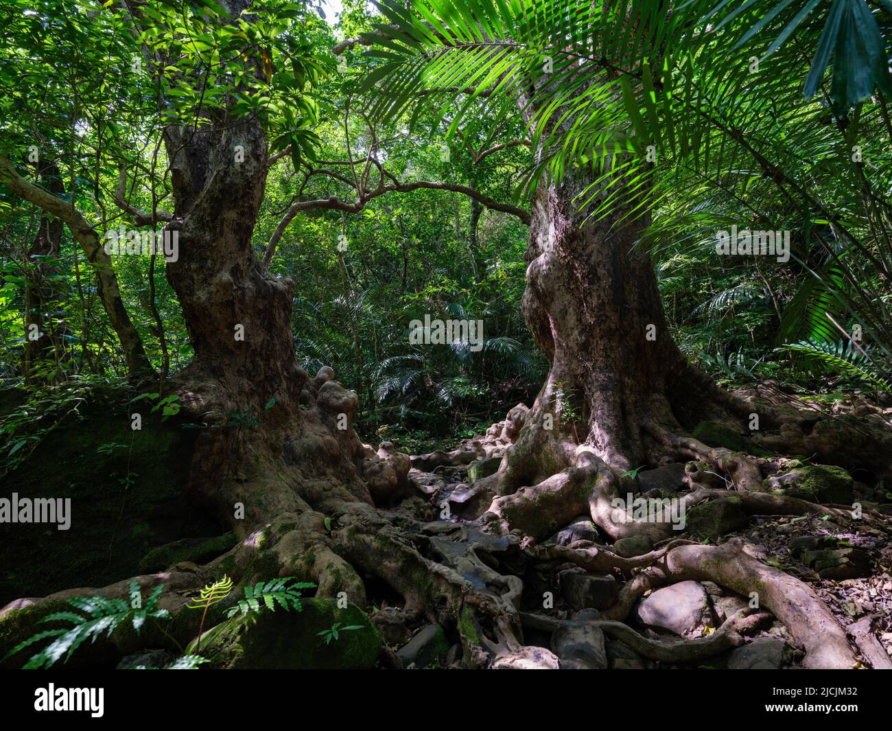 Pandanus boninensis Banque de photographies et d’images à haute