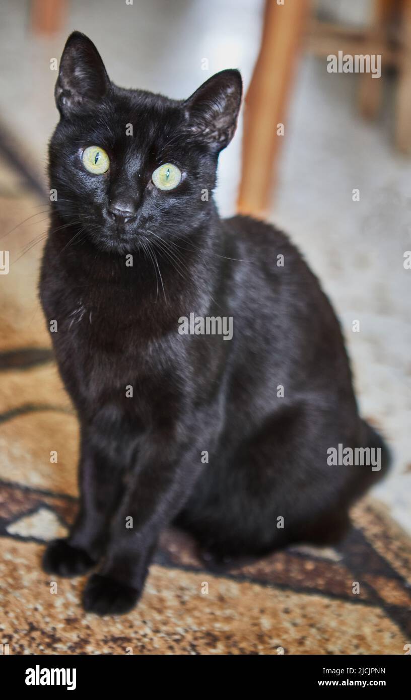 Chat domestique noir avec les yeux verts est assis sur la moquette Banque D'Images