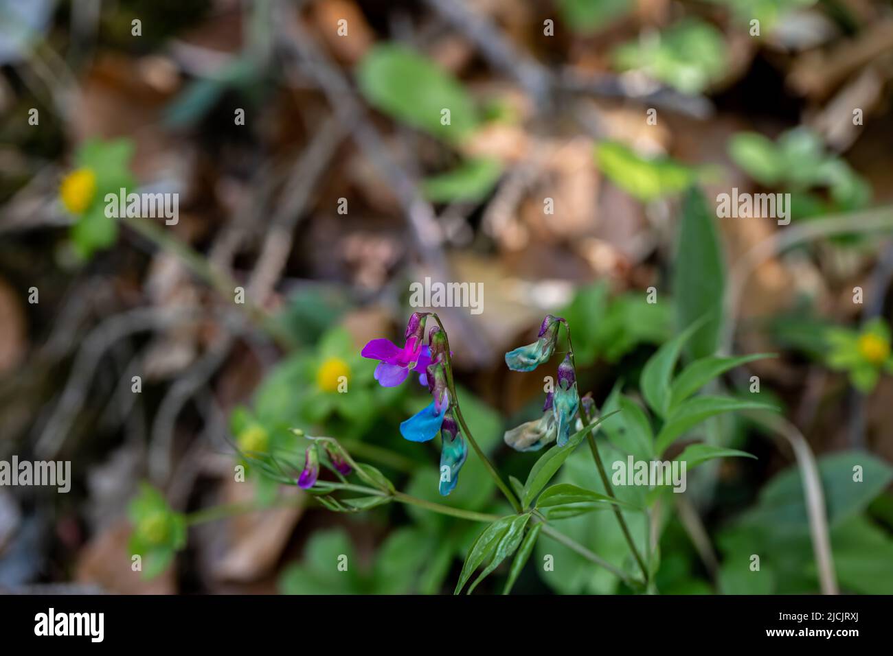 Lathyrus vernus fleur dans la prairie, gros plan Banque D'Images